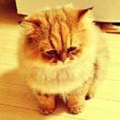 大脸猫