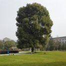 tianya