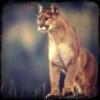 Mac Puma