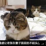 今晚打老虎