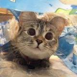 贤愚定否臧