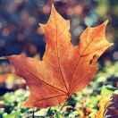 桔子--吹散的那一阵风