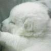 Adeline