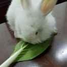 （＠ーεー＠）