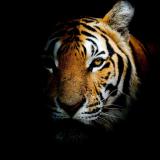 莫有什莫不值得