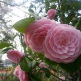 违规昵称3D458lp551f1
