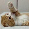 猫笙ω喵葬