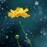 画船听雨眠