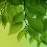 龙崽