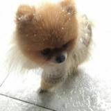 呵呵（｡ӧ◡ӧ｡）