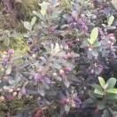 随风漂泊