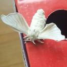 子非鱼(中豪光电)