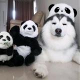 趁年少如花，请葬我于风