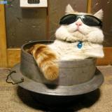 吃鱼的猫