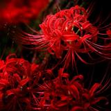 清风过芸