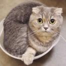大猫枕金鱼