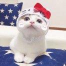 小短腿欧尼