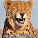 特伦