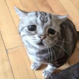 Æ安小可爱