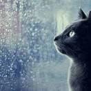巴山夜雨