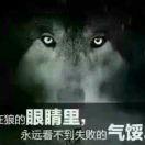 越后之龙