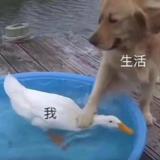 书友27240
