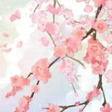 待杉