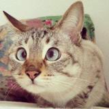 猴子的救兵