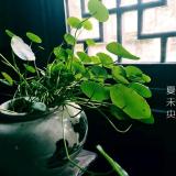 木叶