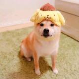 总有狗咬我