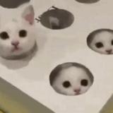懒得起名