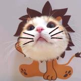 朴小小小凤