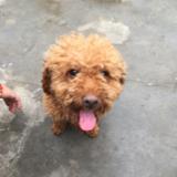 嵩嵩嵩小鼠