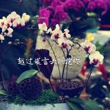 风吹雨打仍旧灿烂着