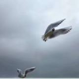 萘戈