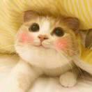 宇豆豆