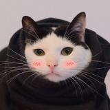 养生刻板小树獭