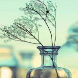 莲子芯