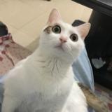 雪梅苏打