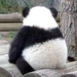 熊小猫上学记