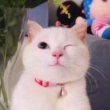 我恰柠檬