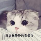 殇猫