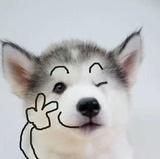 柚苏