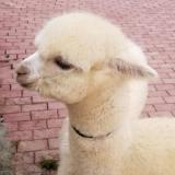 此地无银三百两