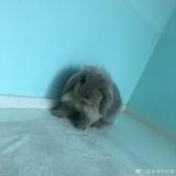 隽语先生