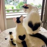 淡命宁宁