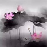 锦瑟年华·醉明月