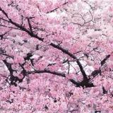青橙