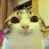 想要一片橘子林