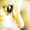 氧气猫